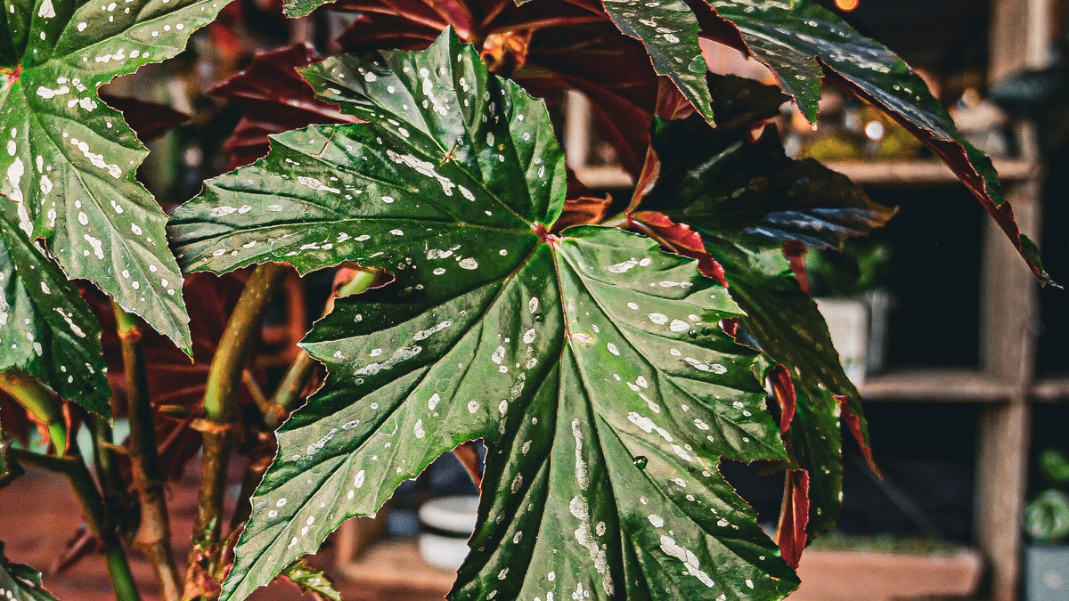 sylvie succulent Begonia Sylvia – Mainely Succulents