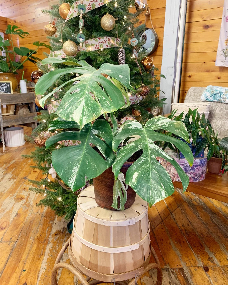 monstera plant variegated Variegated Monstera – Mainely Succulents