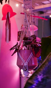 Pink Rex Begonia in macrame hanger