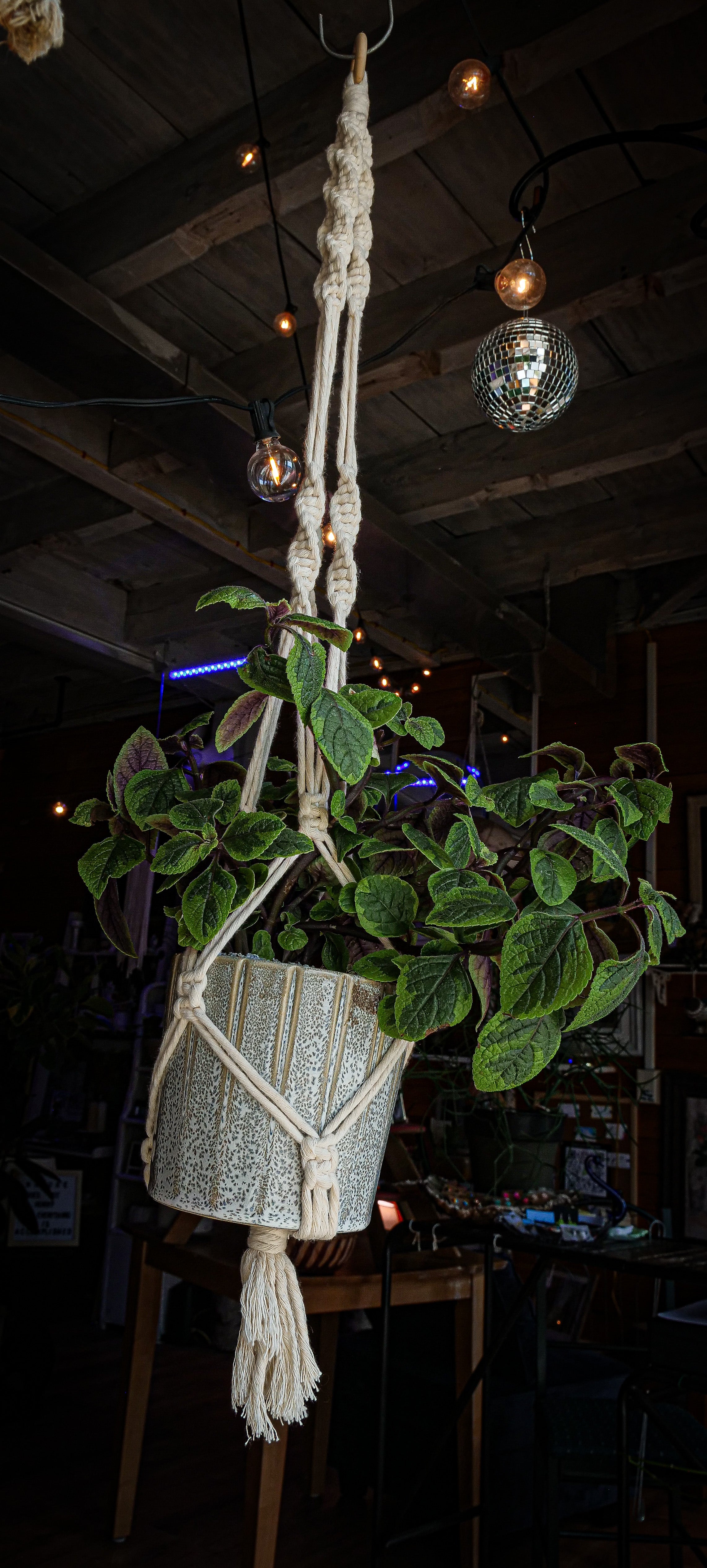 Swedish Ivy in macrame