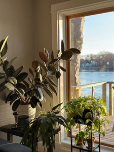 indoor plants design for home Interior Plant Design – Mainely Succulents